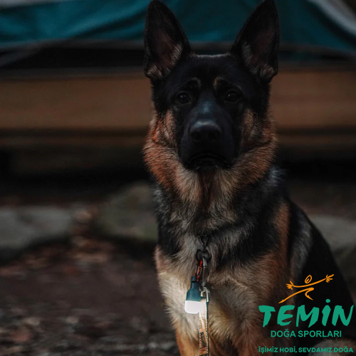Temin Doğa Sporları - Outdoor Hobi Av Kamp Malzemeleri - Avmarket.Store - Savmarket - Ata Gibisi Yok - Burada Kral Sensin | Bursa