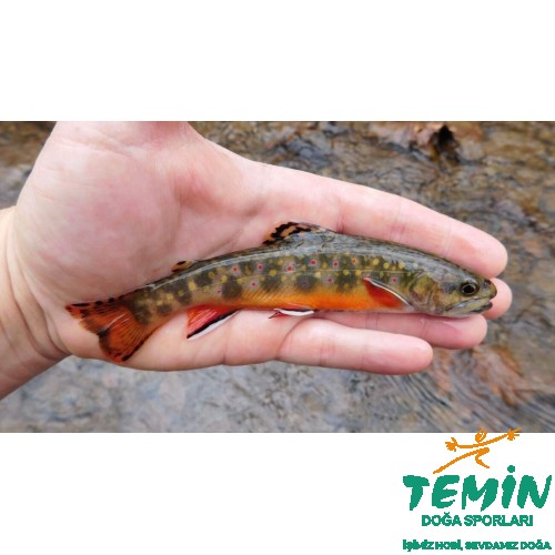 Temin Doğa Sporları - Outdoor Hobi Av Kamp Malzemeleri - Avmarket.Store - Savmarket - Ata Gibisi Yok - Burada Kral Sensin | Bursa