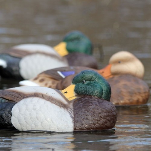 Temin Doğa Sporları - Orijinal Av, Outdoor, Bıçak, Optik ve PCP Ürünleri